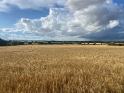 Images for Sudbury, Suffolk, Sudbury