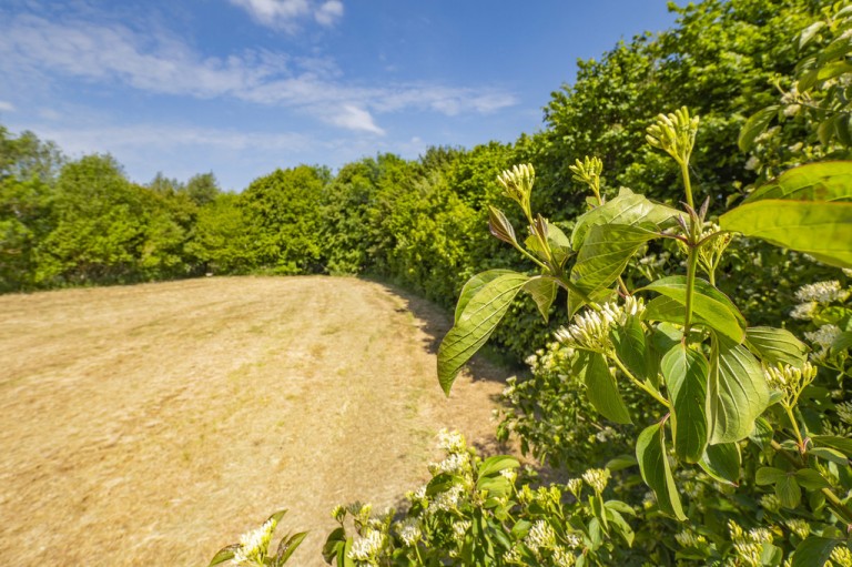 Images for Colchester, Essex, Colchester