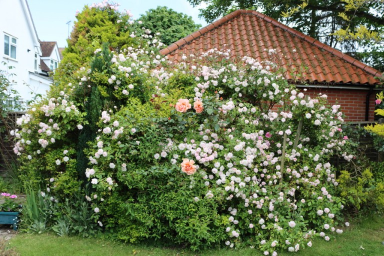 Images for Colchester, Essex, Colchester