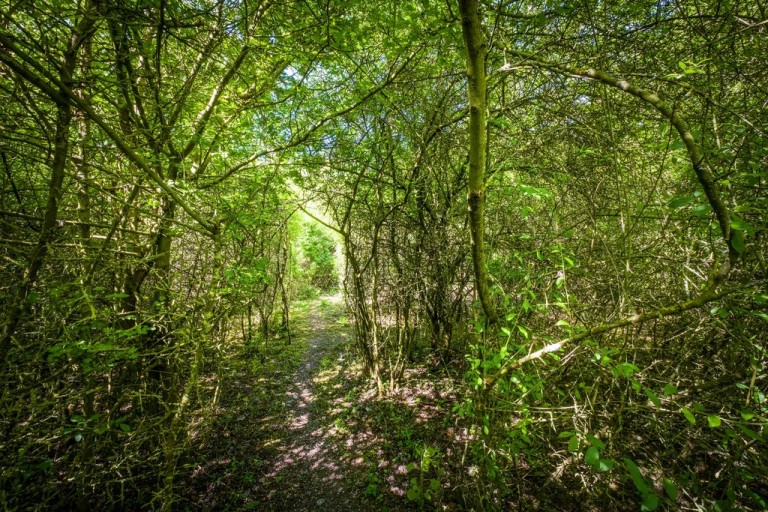 Images for Cotton, Stowmarket