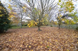 Images for Halstead, Essex, Halstead