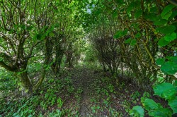 Images for Great Maplestead, Essex, Halstead