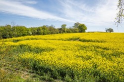 Images for Sudbury, Suffolk, Sudbury