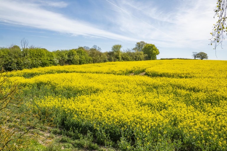 Images for Sudbury, Suffolk, Sudbury