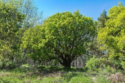 Images for Nacton, Nr Ipswich