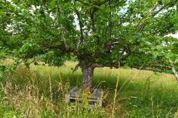 Images for Framlingham, Suffolk