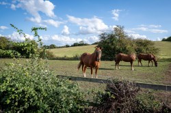 Images for Little Blakenham, Ipswich, Suffolk