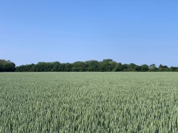 Images for Land at Laxfield