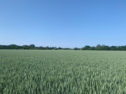 Images for Land at Laxfield