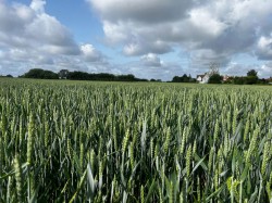 Images for Land at Gislingham