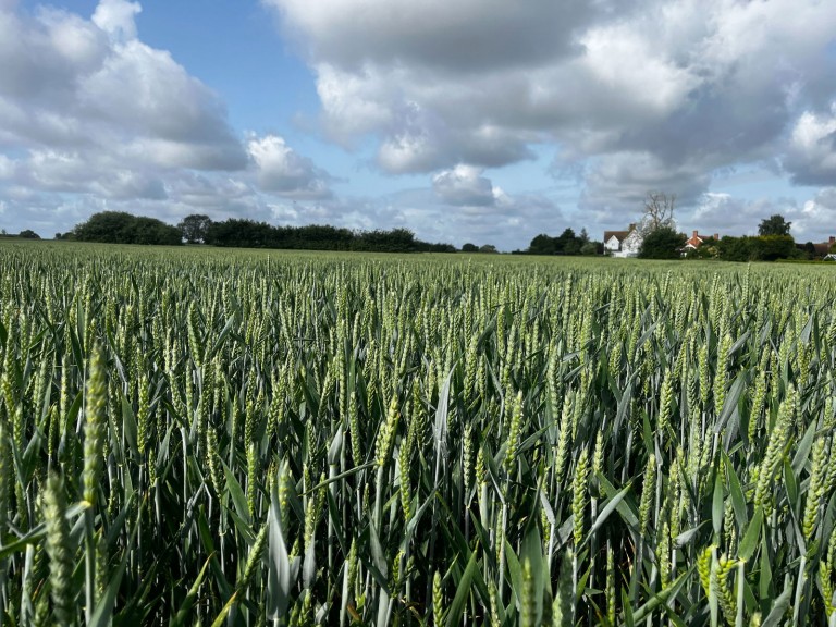 Images for Land at Gislingham