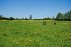 Images for Linstead, Near Halesworth, Suffolk