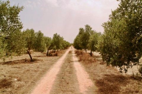 Click the photo for more details of Llubi Olive Estate, Llubi, Mallorca