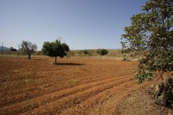 Images for Algaida Finca, Algaida, central Mallorca