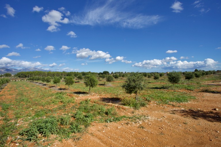 Images for Santa Eugenia finca, Santa Eugenia nr Santa Maria, Mallorca