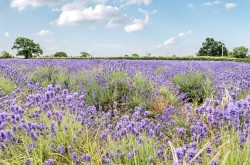 Images for Bishop Street, Somerset