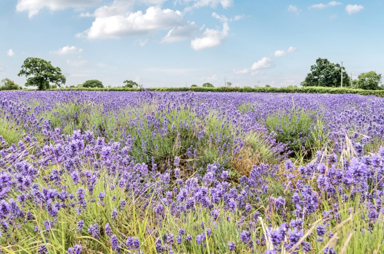 Images for Bishop Street, Somerset