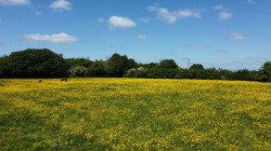 Images for The Green, Saxtead, Near Framlingham