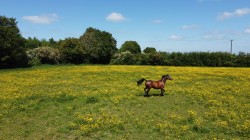 Images for The Green, Saxtead, Near Framlingham