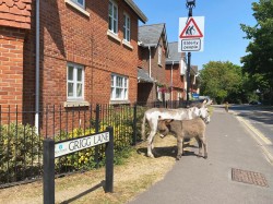 Images for Brookley Road, Brockenhurst, SO42