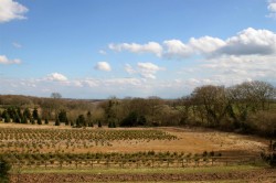 Images for WATLINGTON