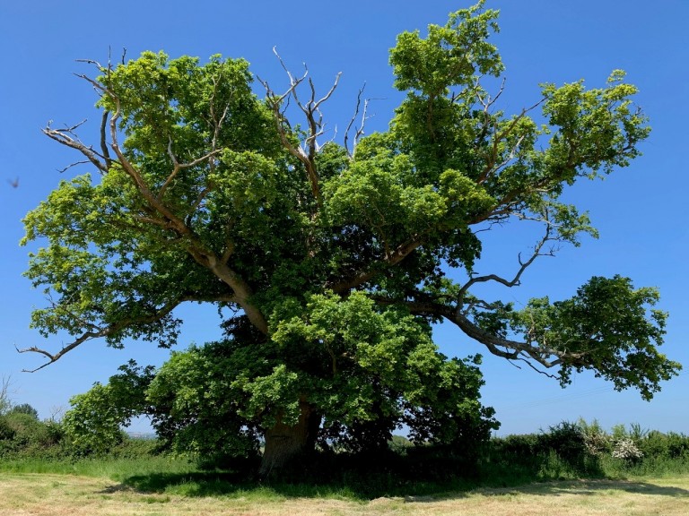 Images for Shoreditch, Taunton, Somerset