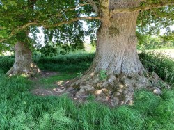 Images for Shoreditch, Taunton, Somerset