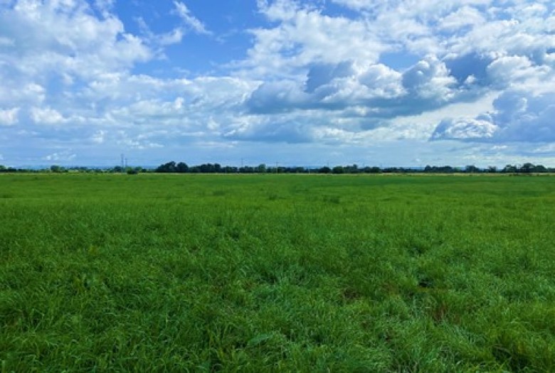 Click the photo for more details of Burtle, Somerset