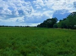 Images for Burtle, Somerset