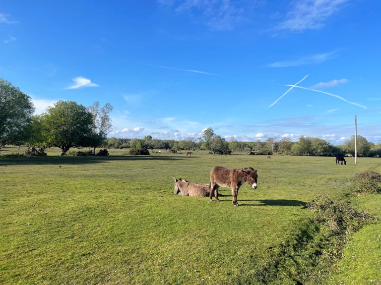 Images for Meerut Road, Brockenhurst, SO42