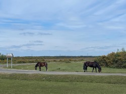 Images for Exbury Road, Beaulieu, Brockenhurst, SO42