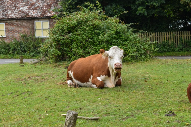 Images for East End, Lymington, SO41
