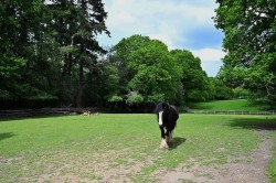 Images for Blissford, Fordingbridge, Hampshire, SP6