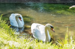 Images for Henfords Marsh, Warminster, Wiltshire