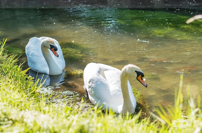 Images for Henfords Marsh, Warminster, Wiltshire