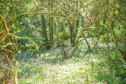 Images for Minstead, Lyndhurst, SO43