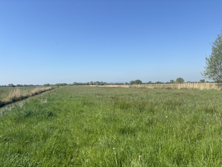 Click the photo for more details of Langmead Drove, Middlezoy, Somerset
