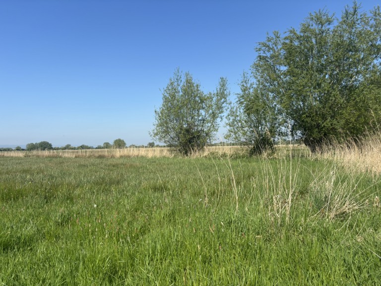 Images for Langmead Drove, Middlezoy, Somerset