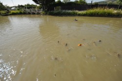 Images for Lower Weare, Axbridge, Somerset