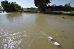 Images for Lower Weare, Axbridge, Somerset