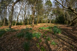 Images for Furze Hill, Fordingbridge, SP6