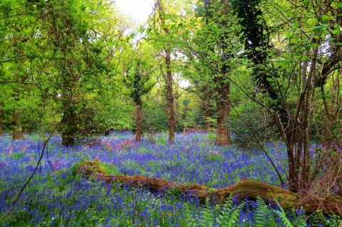 Click the photo for more details of Rollestone Road, Holbury, Southampton, SO45