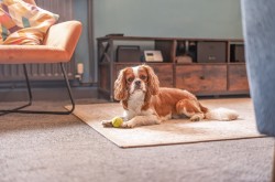 Images for Glebeland Close, Ashcott, Somerset