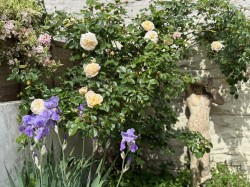 Images for West Pennard, Somerset