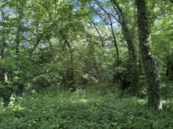 Images for Rimpton, Yeovil, Somerset