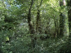 Images for Rimpton, Yeovil, Somerset