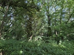 Images for Rimpton, Yeovil, Somerset