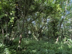 Images for Rimpton, Yeovil, Somerset