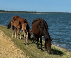 Images for Belmore Lane, Lymington, SO41