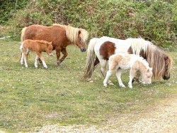 Images for Chapel Lane, Sway, Lymington, SO41